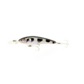 ARCHER FISH