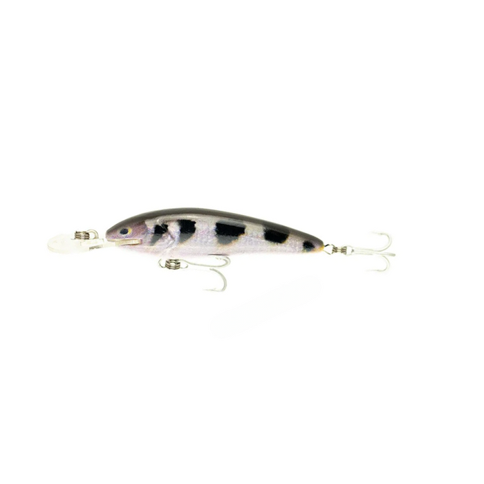 ARCHER FISH